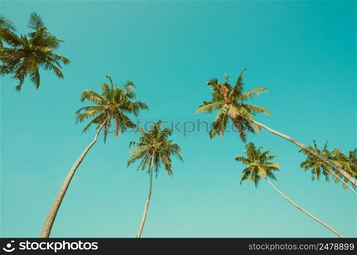 Vintage toned palm trees and blue sky
