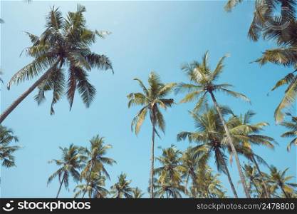 Vintage toned tropical coconut palm trees over clear sky