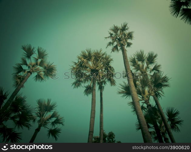 Vintage tropical palm trees