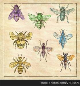 Vintage Victorian drawing illustration of a collection of Bees and Flies in full color on antique paper.. Vintage Bees and Flies Collection on Antique Paper
