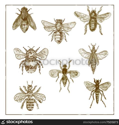 Vintage Victorian drawing illustration of a collection of Bees and Flies in duotone on white background.. Vintage Bees and Flies Collection Duotone on White background