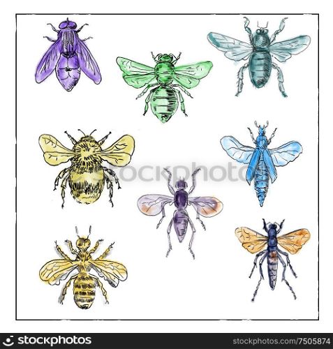Vintage Victorian drawing illustration of a collection of Bees and Flies in full color on white background.. Vintage Bees and Flies Collection on White background