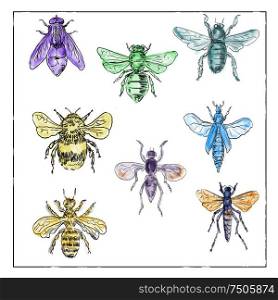 Vintage Victorian drawing illustration of a collection of Bees and Flies in full color on white background.. Vintage Bees and Flies Collection on White background