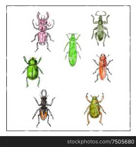 Vintage Victorian drawing illustration of a collection of Beetle insects like the Beetle, Broad-Nosed Weevil and Buprestis Beetle in full color on white background.. Beetles Vintage Collection on White background