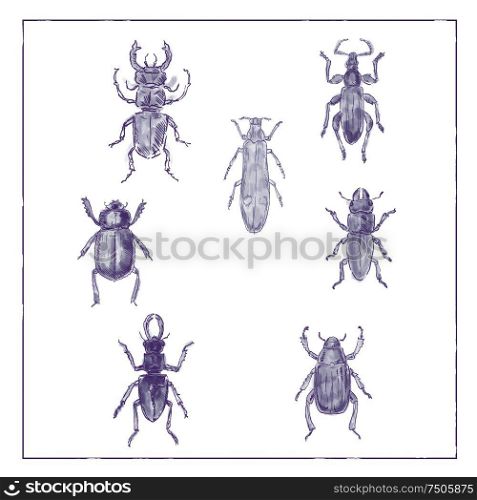 Vintage Victorian drawing illustration of a collection of Beetle insects like the Beetle, Broad-Nosed Weevil and Buprestis Beetle in duotone on white background.. Beetles Vintage Collection Duotone on White background