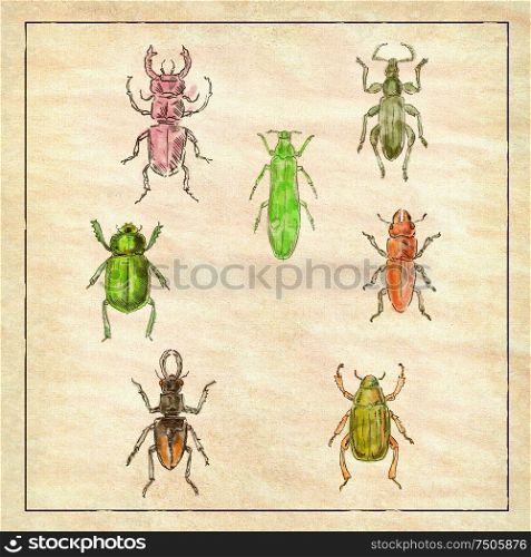 Vintage Victorian drawing illustration of a collection of Beetle insects like the Beetle, Broad-Nosed Weevil and Buprestis Beetle in full color on antique paper.. Beetles Vintage Collection on Antique Paper