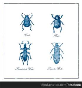 Vintage Victorian drawing illustration of a collection of insects like the Beetle, Broad-Nosed Weevil and Buprestis Beetle duotone on isolated white background.. Beetle, Broad-Nosed Weevil and Buprestis Beetle Vintage Collection