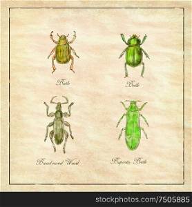 Vintage Victorian drawing illustration of a collection of insects like the Beetle, Broad-Nosed Weevil and Buprestis Beetle on antique paper.. Beetle, Broad-Nosed Weevil and Buprestis Beetle Vintage Collection