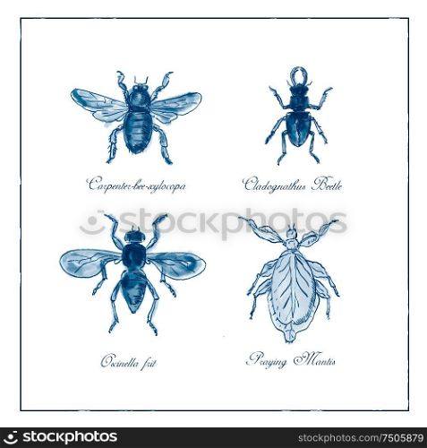 Vintage Victorian drawing illustration of a collection of insects like the Carpenter Bee, Beetle, Oscinella Frit and Praying Mantis duotone on isolated white background.. Carpenter Bee, Beetle, Oscinella Frit and Praying Mantis Vintage Collection