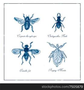 Vintage Victorian drawing illustration of a collection of insects like the Carpenter Bee, Beetle, Oscinella Frit and Praying Mantis duotone on isolated white background.. Carpenter Bee, Beetle, Oscinella Frit and Praying Mantis Vintage Collection