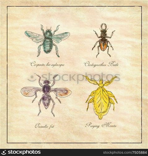 Vintage Victorian drawing illustration of a collection of insects like the Carpenter Bee, Beetle, Oscinella Frit and Praying Mantis on antique paper. Carpenter Bee, Beetle, Oscinella Frit and Praying Mantis Vintage Collection