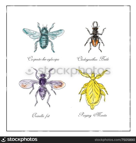 Vintage Victorian drawing illustration of a collection of insects like the Carpenter Bee, Beetle, Oscinella Frit and Praying Mantis on isolated white background.. Carpenter Bee, Beetle, Oscinella Frit and Praying Mantis Vintage Collection