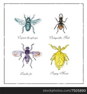 Vintage Victorian drawing illustration of a collection of insects like the Carpenter Bee, Beetle, Oscinella Frit and Praying Mantis on isolated white background.. Carpenter Bee, Beetle, Oscinella Frit and Praying Mantis Vintage Collection