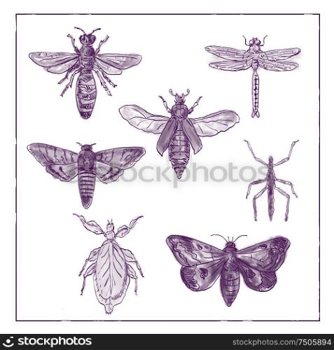 Vintage Victorian drawing illustration of a collection of insects like the Moth, Dragonfly, Mantis and Stick Insect in duotone on white background.. Vintage Moth, Dragonfly, Mantis and Stick Insect Collection Duotone on White background