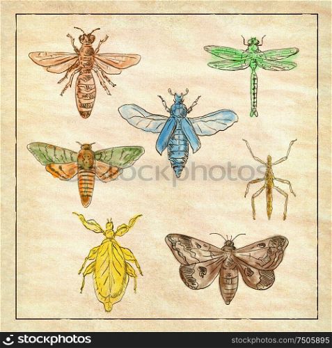 Vintage Victorian drawing illustration of a collection of insects like the Moth, Dragonfly, Mantis and Stick Insect in full color on antique paper.. Vintage Moth, Dragonfly, Mantis and Stick Insect Collection on Antique Paper