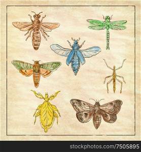 Vintage Victorian drawing illustration of a collection of insects like the Moth, Dragonfly, Mantis and Stick Insect in full color on antique paper.. Vintage Moth, Dragonfly, Mantis and Stick Insect Collection on Antique Paper