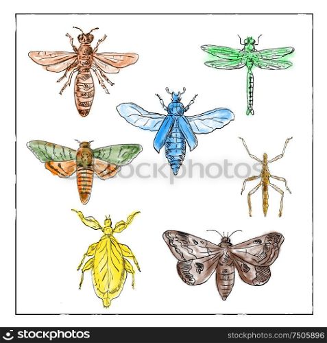 Vintage Victorian drawing illustration of a collection of insects like the Moth, Dragonfly, Mantis and Stick Insect in full color on white background.. Vintage Moth, Dragonfly, Mantis and Stick Insect Collection on White background