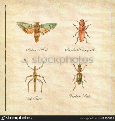 Vintage Victorian drawing illustration of a collection of insects like the Sphinx Moth, Stag beetle, Stick Insect and Zuphium Beetle on antique paper.. Sphinx Moth, Stag beetle, Stick Insect and Zuphium Beetle Vintage Collection