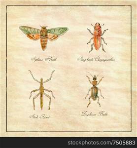 Vintage Victorian drawing illustration of a collection of insects like the Sphinx Moth, Stag beetle, Stick Insect and Zuphium Beetle on antique paper.. Sphinx Moth, Stag beetle, Stick Insect and Zuphium Beetle Vintage Collection
