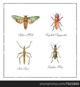 Vintage Victorian drawing illustration of a collection of insects like the Sphinx Moth, Stag beetle, Stick Insect and Zuphium Beetle in full color on isolated white background.. Sphinx Moth, Stag beetle, Stick Insect and Zuphium Beetle Vintage Collection