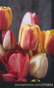 vintage wooden background with tulips in drops of dew 