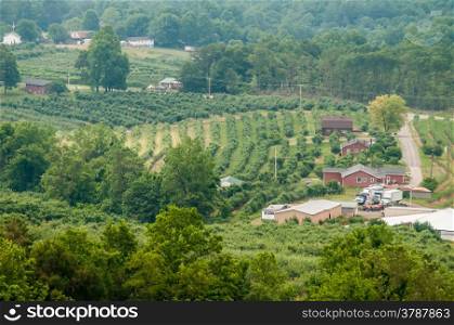 vinyard in a distance of virginia mountains
