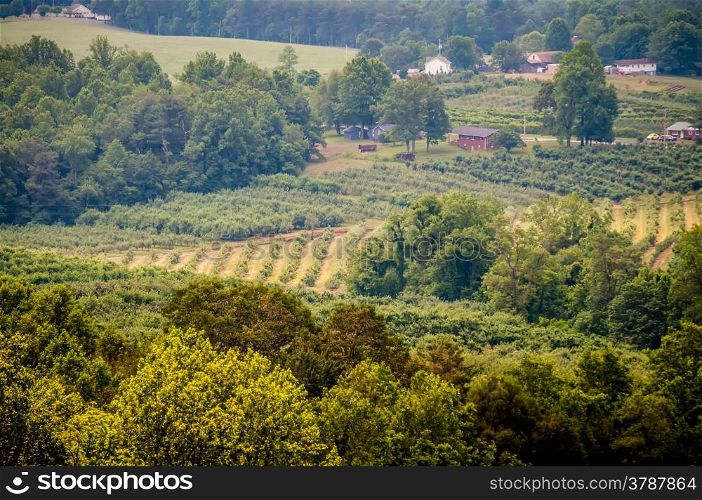 vinyard in a distance of virginia mountains