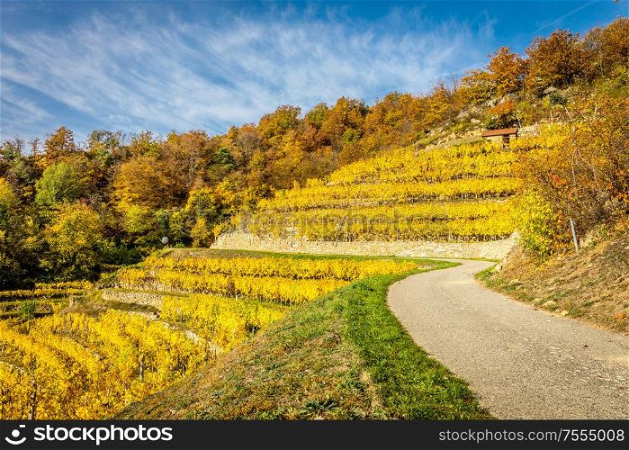 Vinyard with terraces in autumn in Wachau valley near Durnstein, Austria