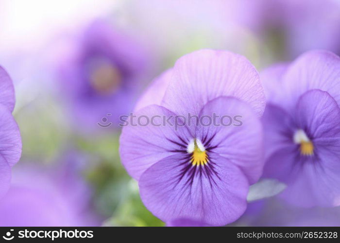 Viola