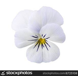 Viola flower isolated on white background