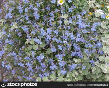 Viola flower. Viola flowering plant in the violet family Violaceae