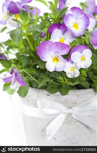 viola flowers in a pot