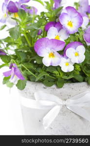 viola flowers in a pot