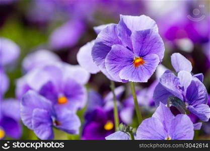 Viola flowers in the garden. Flowers of viola blossom in the spring