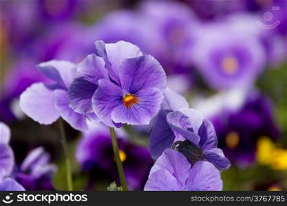 Viola flowers in the summer garden