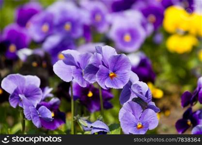 Viola flowers in the summer garden