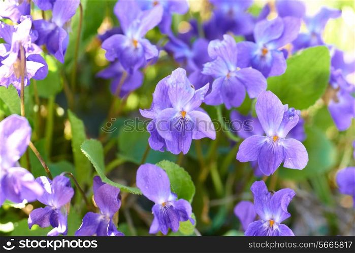 Viola flowers on the green sunny field