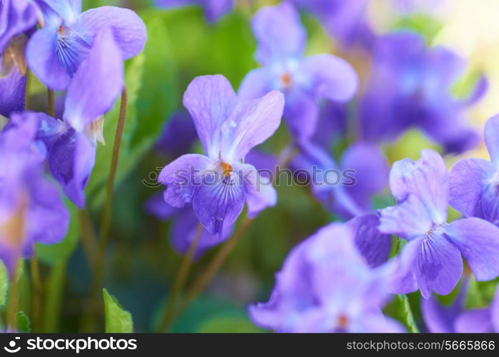 Viola flowers on the green sunny field