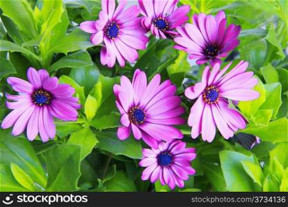 violet african daisy (Dimorphoteca, Osteospermum) flower