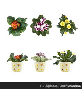 violet and marguerite bouquet in pots isolated on white