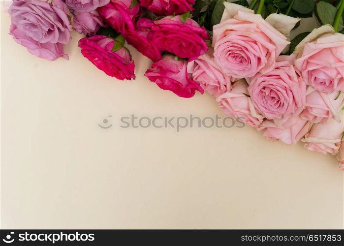 Violet and pink blooming roses. Violet and pink blooming fresh rose flowers background with copy space