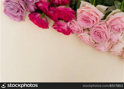 Violet and pink blooming roses. Violet and pink blooming fresh rose flowers background with copy space