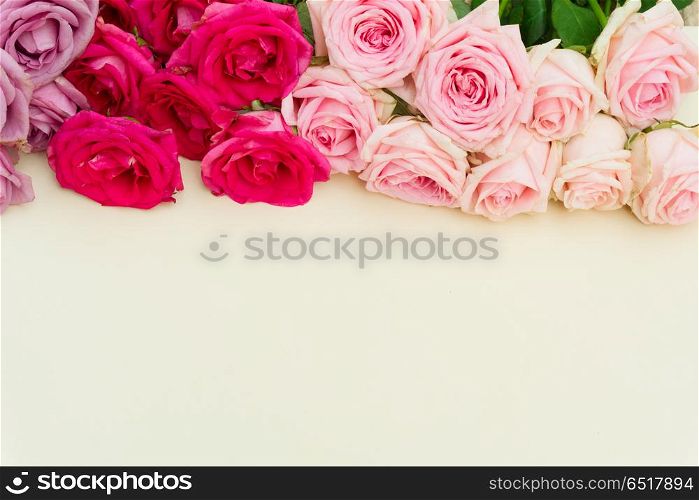 Violet and pink blooming roses. Violet and pink blooming fresh rose flowers with copy space