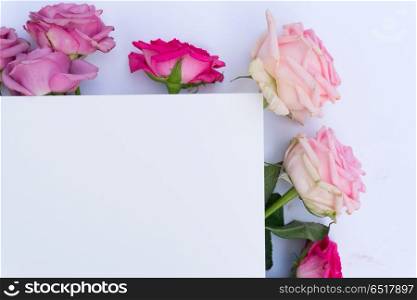 Violet and pink blooming roses. Violet and pink blooming fresh roses, copy space on paper note