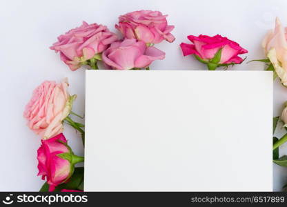 Violet and pink blooming roses. Violet and pink blooming fresh roses, copy space on paper note