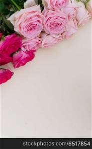 Violet and pink blooming roses. Violet and pink blooming rose flowers background with copy space