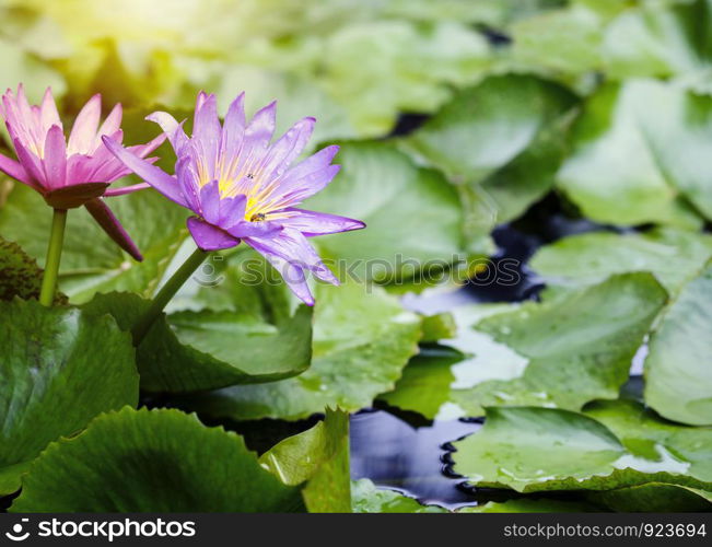 Violet and pink lotus flowers with green leaves in pond