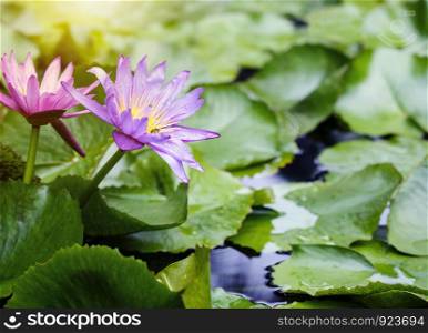 Violet and pink lotus flowers with green leaves in pond