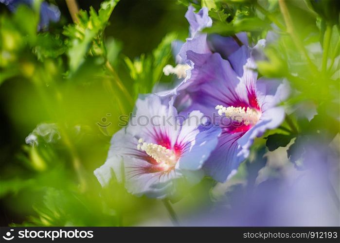Violet and purple hibiscus flowers in full bloom. Rose of Sharon (Hibiscus Syriacus)