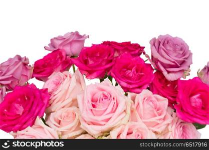 Violet blooming roses. Bunch pink and violet blooming fresh rose flowers border isolated on white background